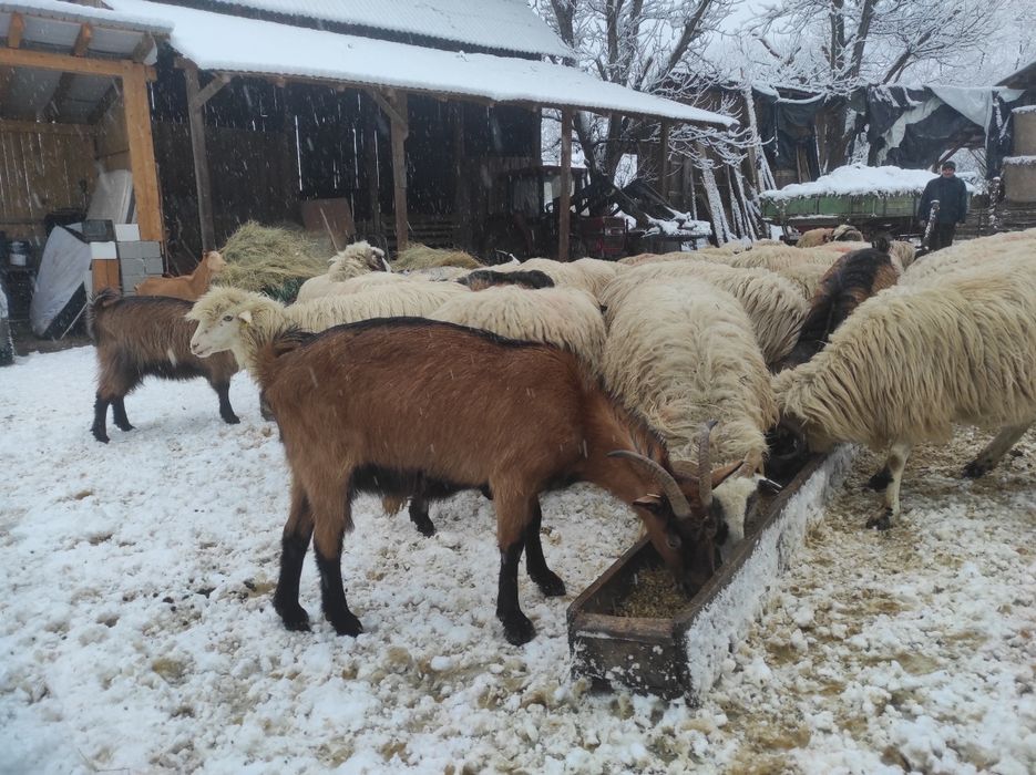 Capre alpine franceze