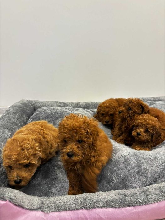 Пудел Мини / Mini poodle