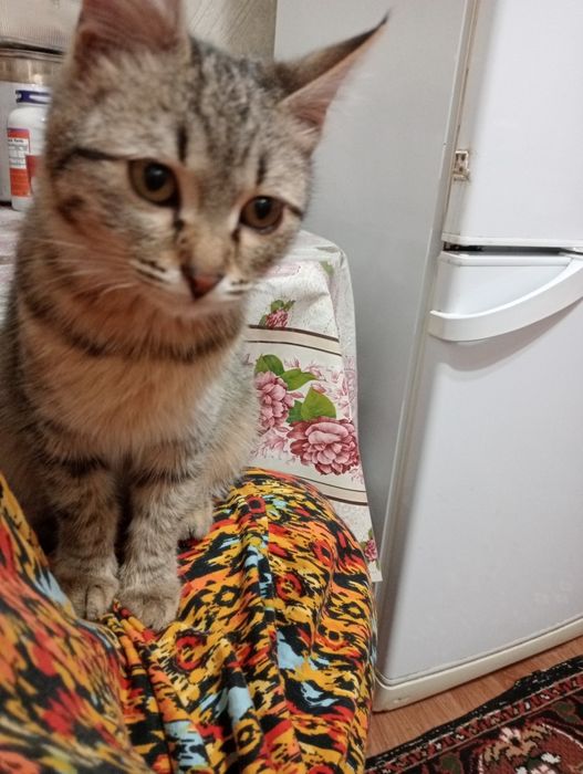 Кошечка добрая ,ручная