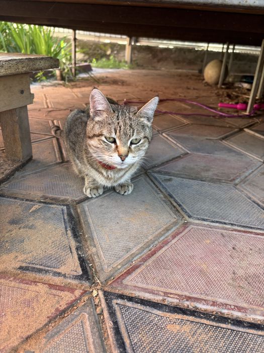 Отдадим котят в хорошие руки
