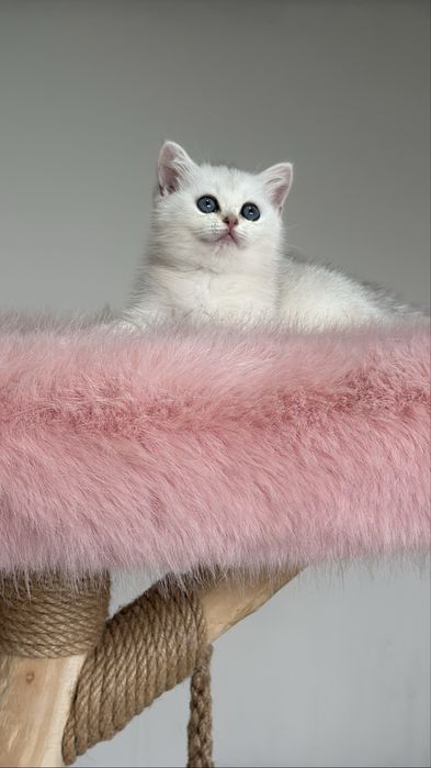 Британская шиншилла!