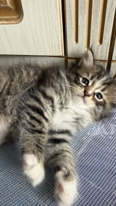 Маленький котенок