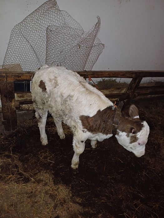 Vând viței, 4 femele si un mascul