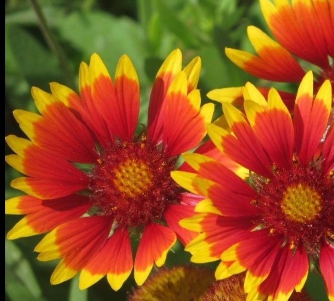 Продам цветы и саженцы.