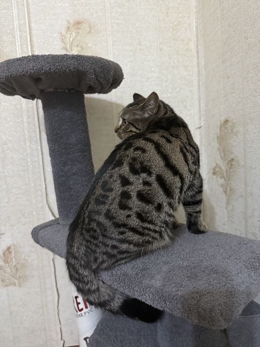 Бенгаль мушукча сотилади