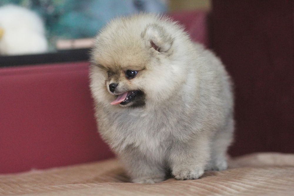 Чудесная девочка померанского шпица