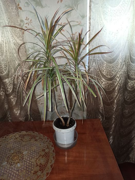 Драцена триколор!