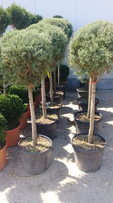 Продавам Вечнозелени храсти