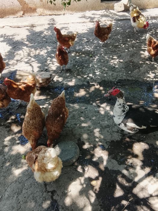 Продам кур несушек