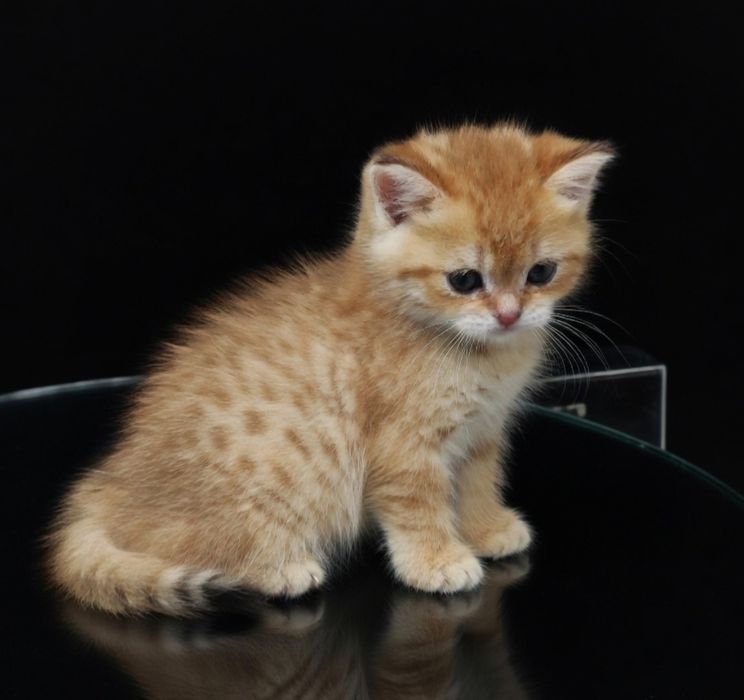 Британские  девули.пареньки.