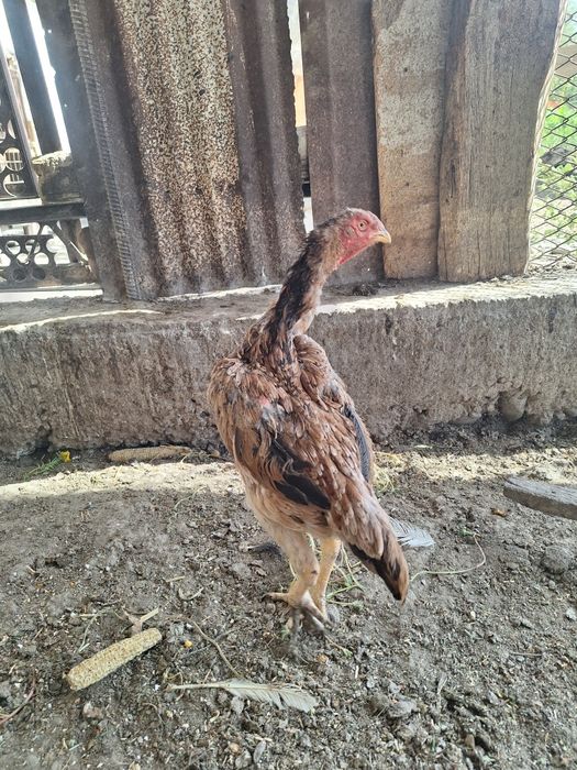 Dakan tovuq sotiladi