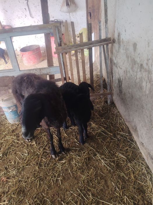 Ona bola qoylar sotiladi