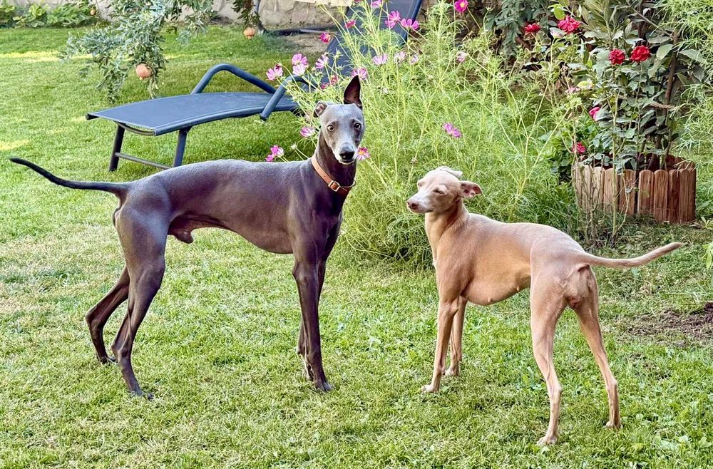 Италианска хрътка – изящество, благородство и безупречен произход