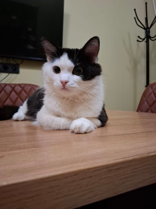 Котик в добрые руки