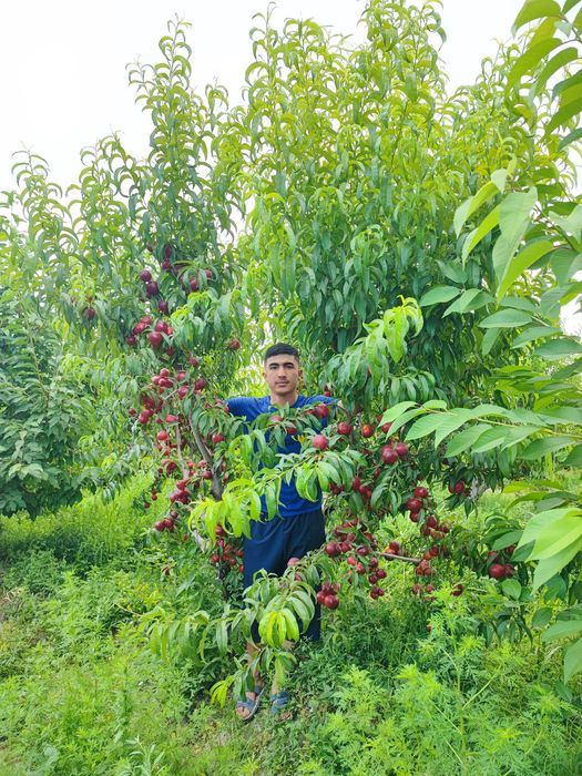 Мевали ку́чатлар. Самарканд Шредер с гарантией