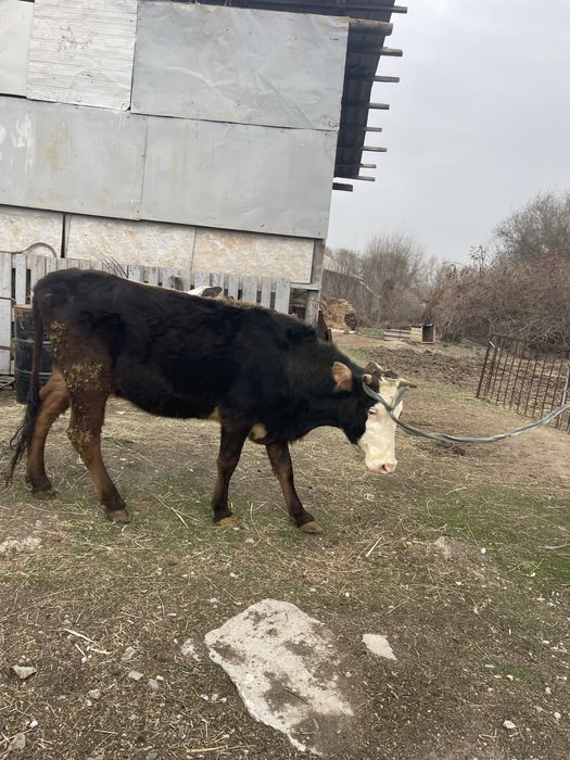 Сиыр сауын Дойная корова