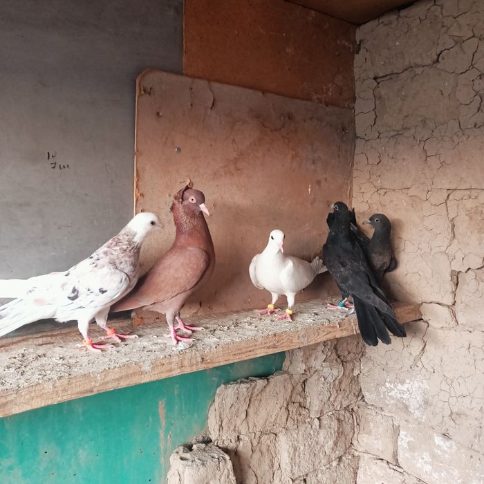 Широкохвостые  иранцы