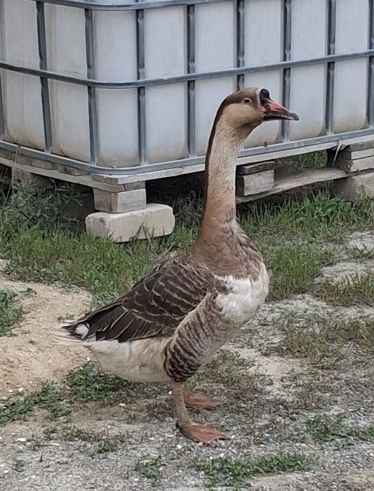 Қаз еркек Кубан Гус