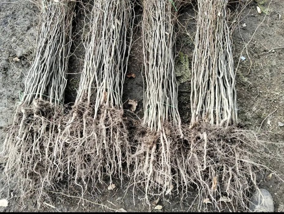 Puieții salcâm mesteacăn alb la preț bun