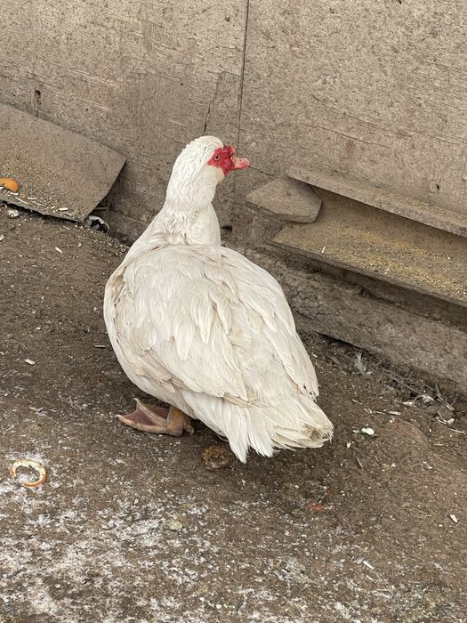 Продам селезня мускусной утки