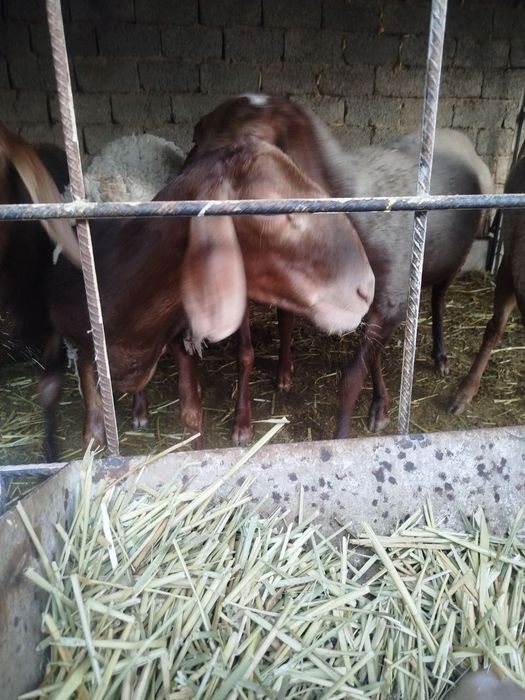 Qirg'iz solu qo'yla 3 ta