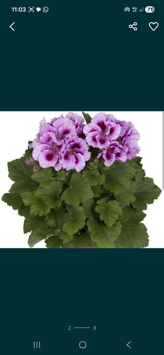 Герань королевская