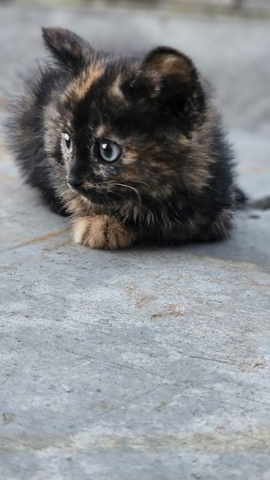Отдам котят бесплатно