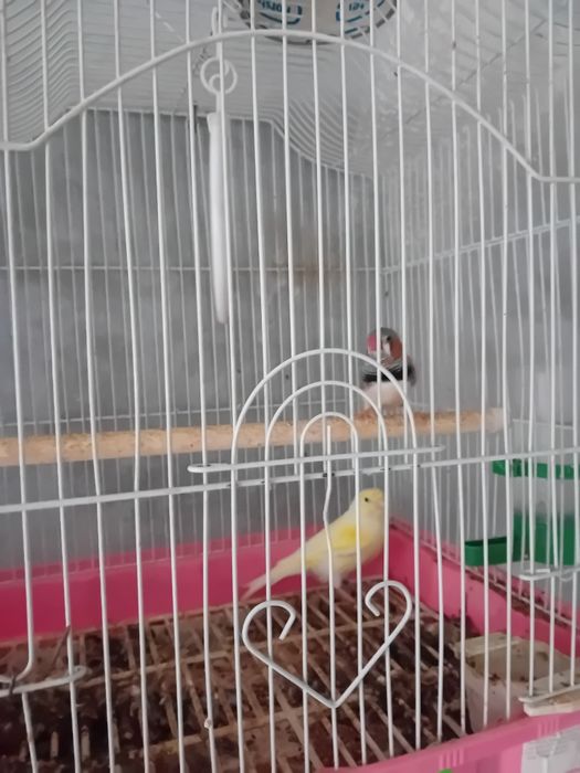 Vând sau schimb Algaponis