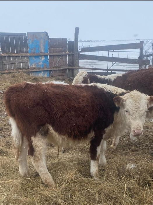 Продам бычков 3 голов