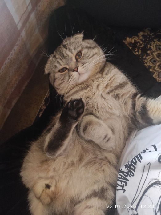 котята вислоухие девочки