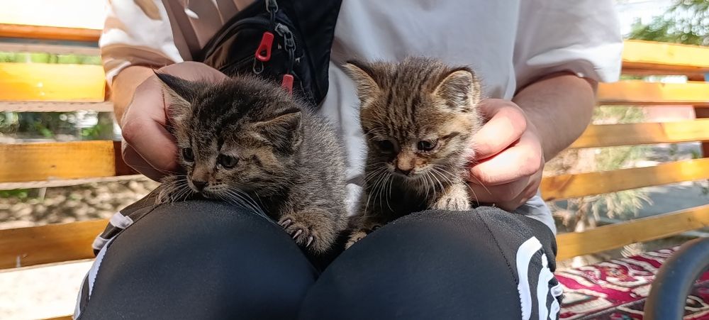 Отдаются котята в добрые руки