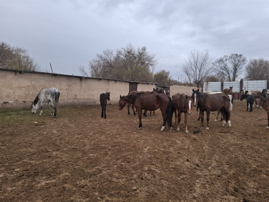 Лошади (кобылы, жеребята)