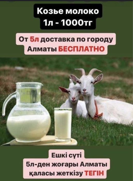 Козье молоко. Ешкі сүті