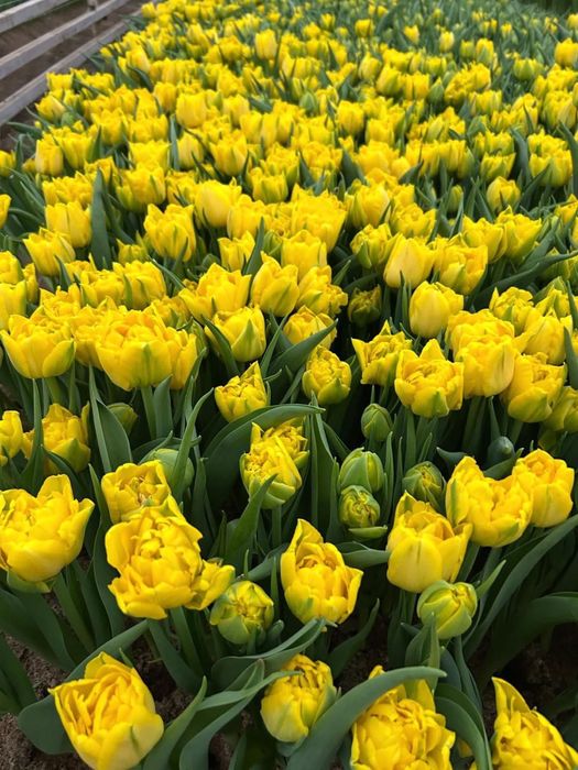 Тюльпаны ОПТОМ и в РОЗНИЦУ