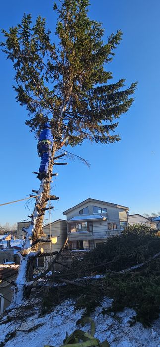 Intervenții non-stop de toaletare copaci cu alpinisti
