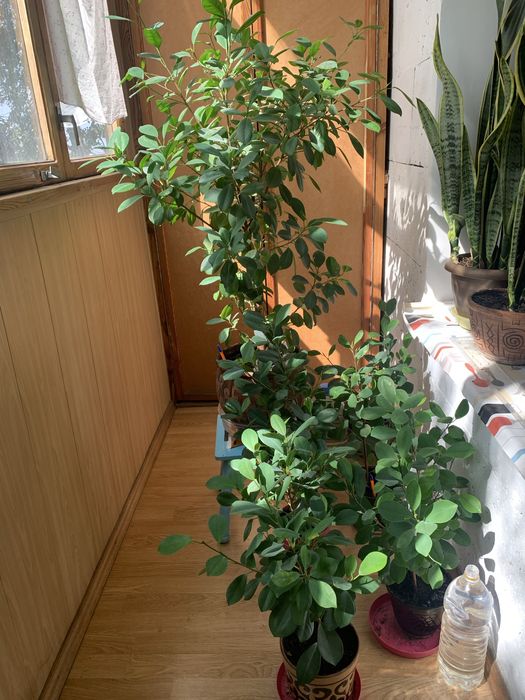 Фикус мокламе / макламе