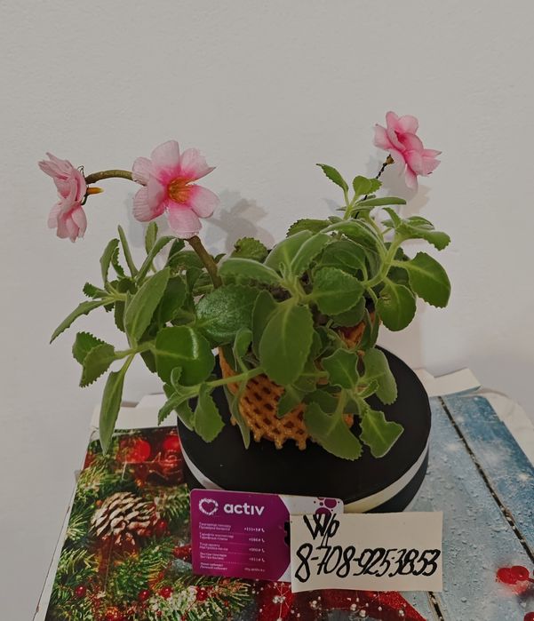 Цветы комнатные хлорофитумы Обмен