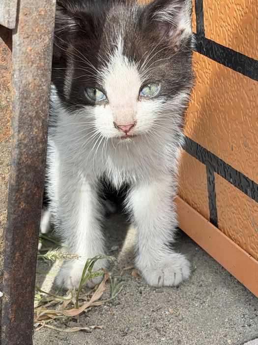 Котята бесплатно