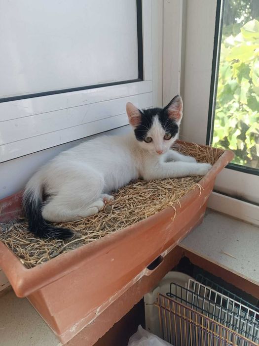 Подарявам женско коте