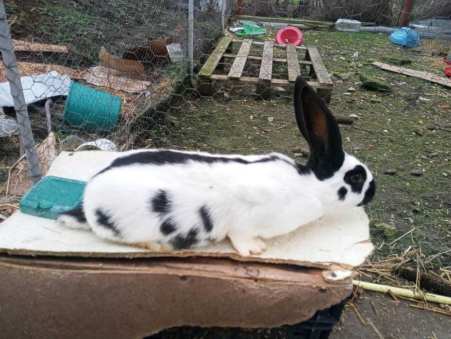 Iepuri Fluture German !