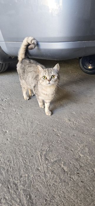 породистые кошка