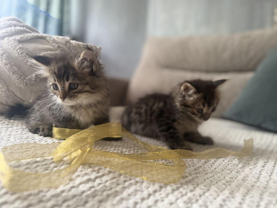 Отдаем котят в хорошие руки