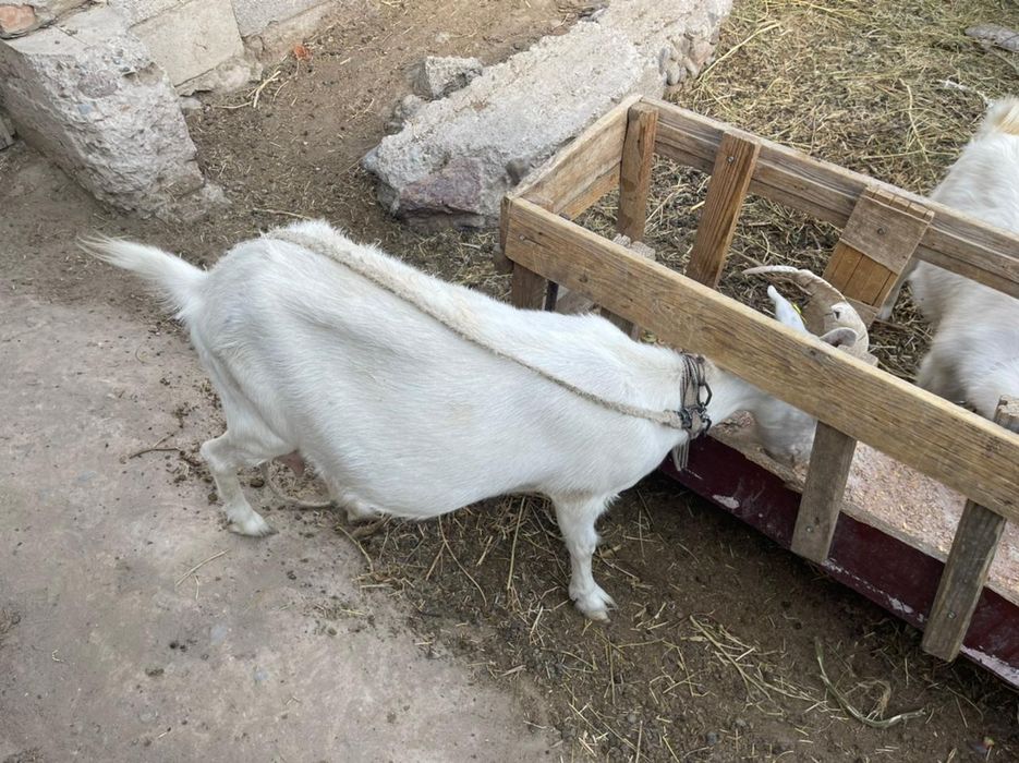 Занин ешки сатылад