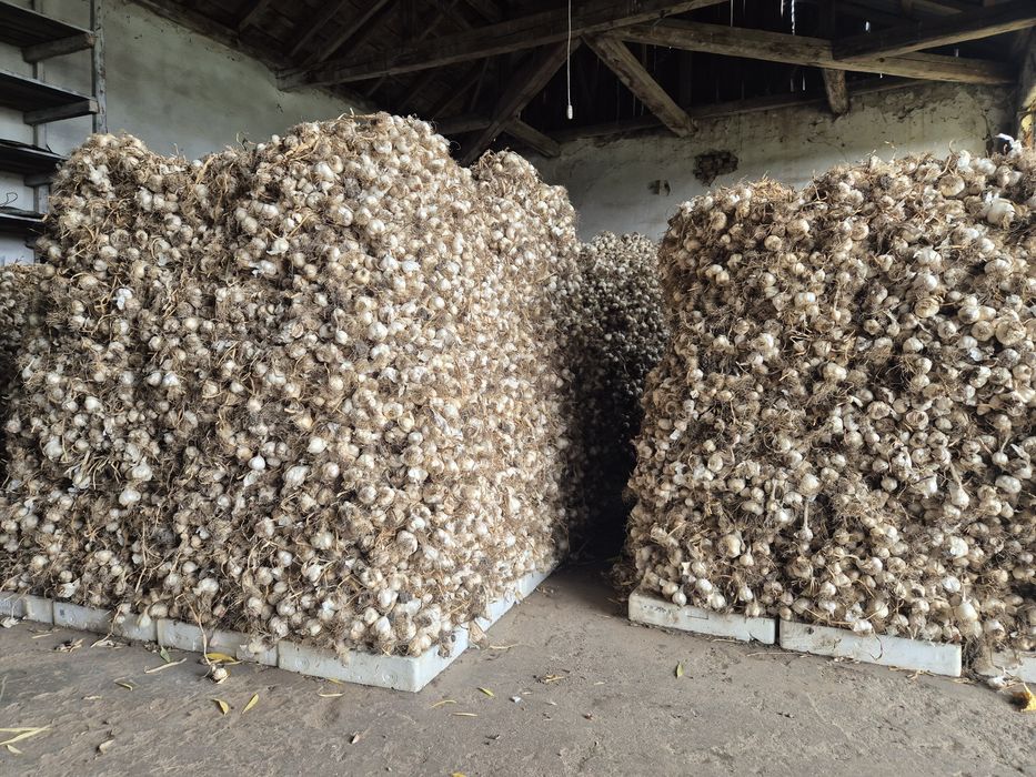 Vând 20 de tone de usturoi românesc și rosie prunisoara cantități mari
