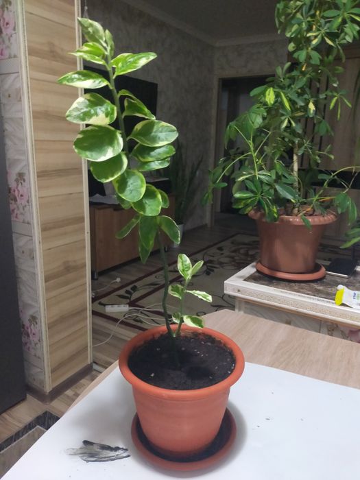 Комнатные цветы в горшках