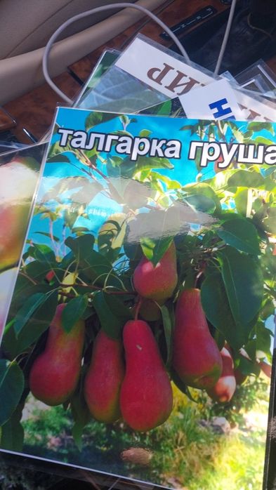 Женись агащтар бар