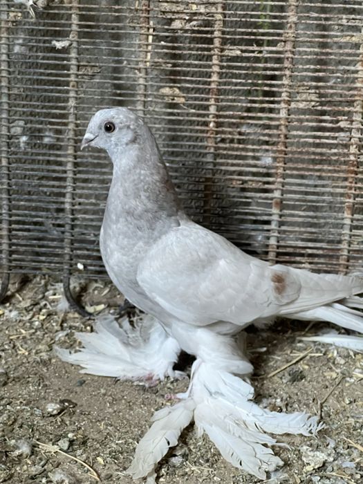 На продажу голуби с игрой