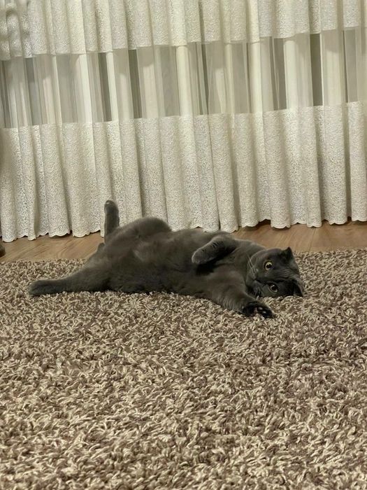 Передержка кошек и котов