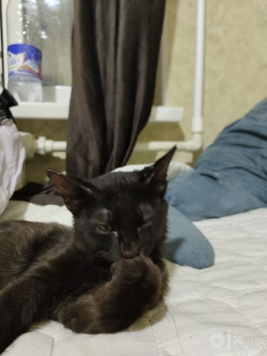 Котенок Бесплатно в добрые руки