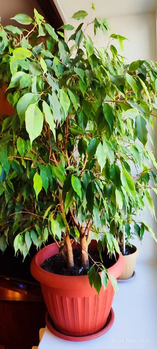 Продам домашний фикус